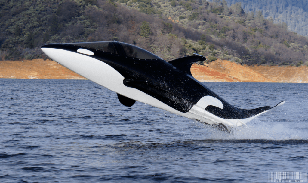 Killer_whale