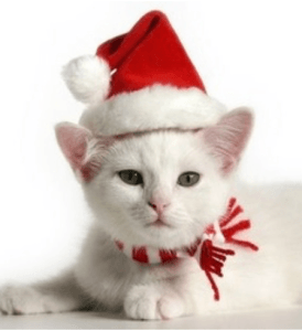 chat-noel