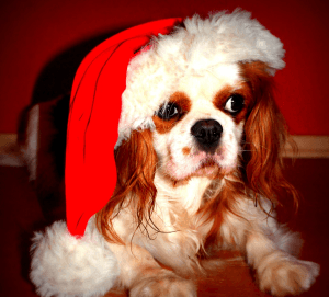 chien-noel