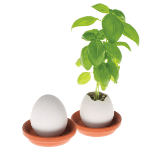 oeuf basilic