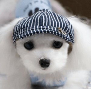 casquette chien