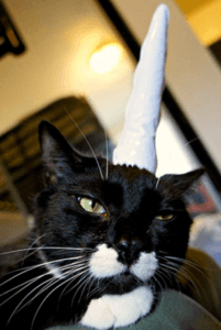 chat licorne