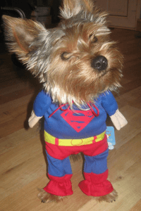 chien superman