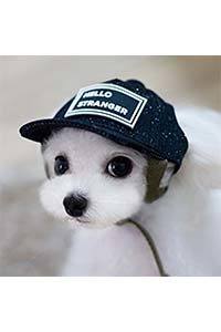 casquette chien