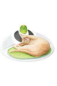 chat massage